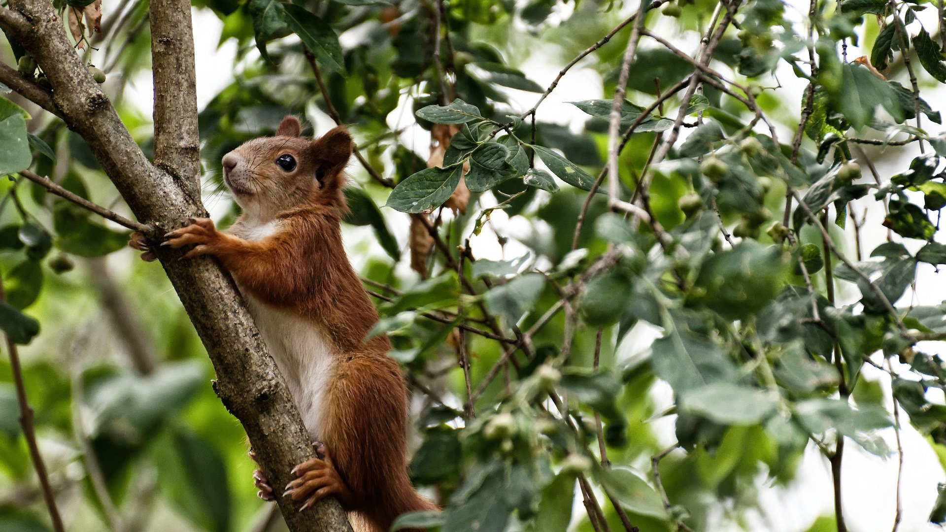 当紫禁城遇见雷霆,恩比德统治级表现诠释何为唯一