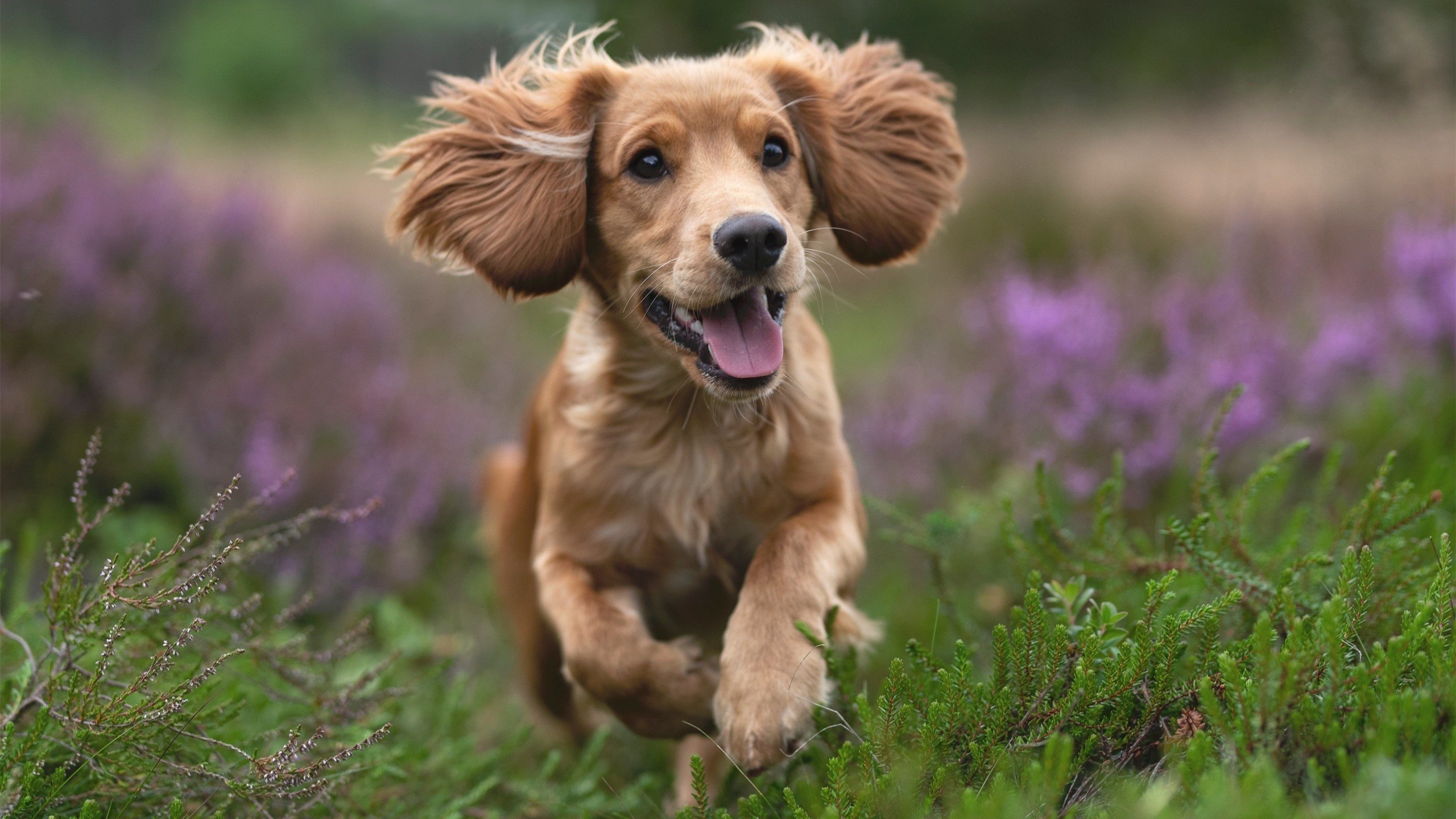 控场大师的绝对统治,保罗如何一手导演湖人强压活塞的战术棋局